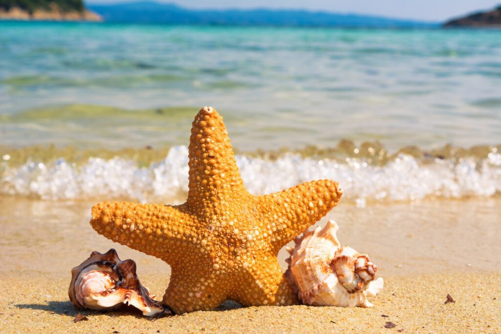 bright picture of starfish and shells at beach in front of waves