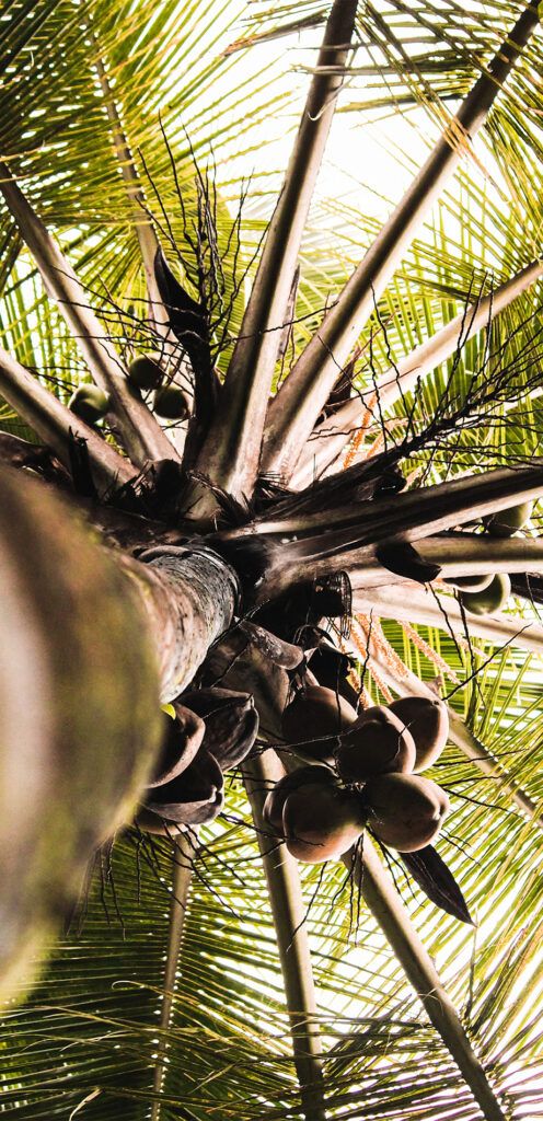 coconut tree in sunshine in paradise
